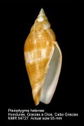 Pleioptygma helenae (2)